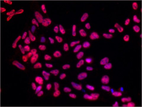 Anti-SMAD5 antibody produced in rabbit ~1.0&#160;mg/mL, affinity isolated antibody