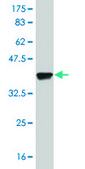 Monoclonal Anti-ELF3, (C-terminal) antibody produced in mouse clone 1D8, purified immunoglobulin, buffered aqueous solution