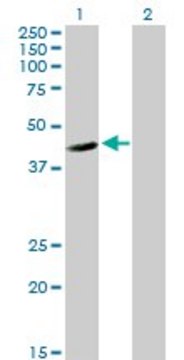 Anti-FLJ10986 antibody produced in mouse purified immunoglobulin, buffered aqueous solution