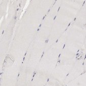 Anti-CCNB3 antibody produced in rabbit Prestige Antibodies® Powered by Atlas Antibodies, affinity isolated antibody, buffered aqueous glycerol solution