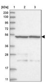 Anti-STAMBP antibody produced in rabbit Prestige Antibodies® Powered by Atlas Antibodies, affinity isolated antibody, buffered aqueous glycerol solution