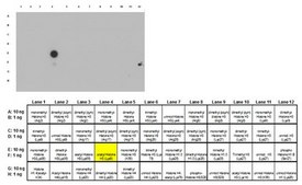 Anti-acetyl Histone H3 (Lys9) Antibody, Trial Size from rabbit, purified by affinity chromatography