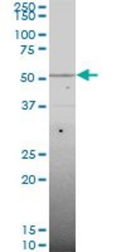 Monoclonal Anti-SMAD6 antibody produced in mouse clone 4F4, purified immunoglobulin, buffered aqueous solution