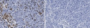 Anti-ISL-1 Antibody, clone 1B11 ZooMAb® Rabbit Monoclonal recombinant, expressed in HEK 293 cells