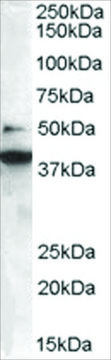 Anti-BIF-1/SH3GLB1 antibody produced in goat affinity isolated antibody, buffered aqueous solution