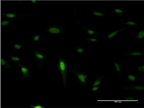 Monoclonal Anti-IPF1 antibody produced in mouse clone 4E12, purified immunoglobulin, buffered aqueous solution