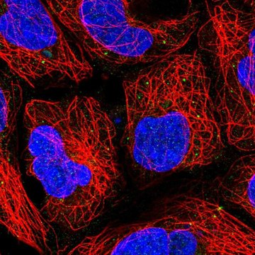 Anti-PUSL1 antibody produced in rabbit Prestige Antibodies&#174; Powered by Atlas Antibodies, affinity isolated antibody