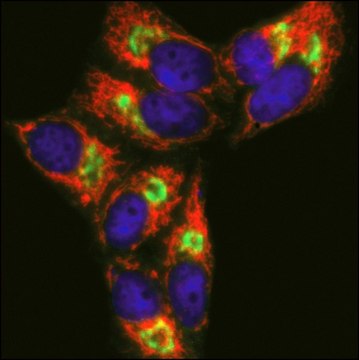 Anti-Chicken IgY (H+L), highly cross-adsorbed, CF&#8482; 633 antibody produced in donkey ~2&#160;mg/mL, affinity isolated antibody