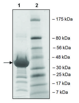 BRD3 (306-417) GST tag human recombinant, expressed in E. coli, &#8805;82% (SDS-PAGE)