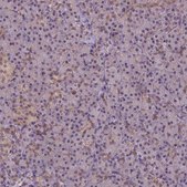 Anti-HSPBP1 antibody produced in rabbit Prestige Antibodies® Powered by Atlas Antibodies, affinity isolated antibody, buffered aqueous glycerol solution