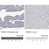 Anti-DNAH5 antibody produced in rabbit Prestige Antibodies® Powered by Atlas Antibodies, affinity isolated antibody, buffered aqueous glycerol solution