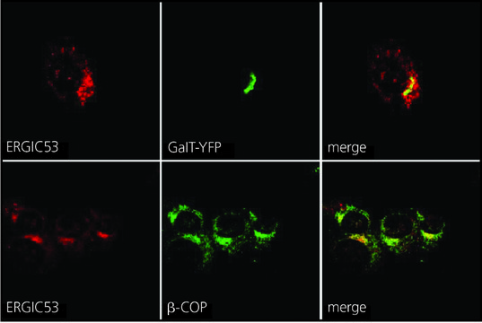 抗ERGIC-53/p58 兔抗 affinity isolated antibody, buffered aqueous solution