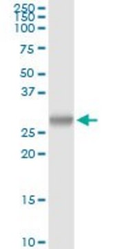 Anti-PRSS2 antibody produced in rabbit purified immunoglobulin, buffered aqueous solution