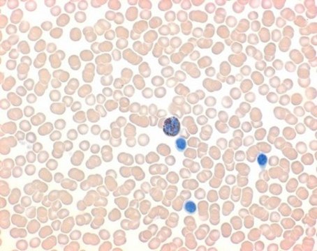 LEUCOGNOST&#8482; POX suitable for detection