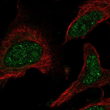 Anti-PPARA antibody produced in rabbit Prestige Antibodies&#174; Powered by Atlas Antibodies, affinity isolated antibody