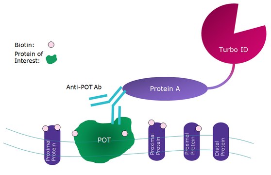 Protein A-Turbo - Proximity Biotinylation Enzyme