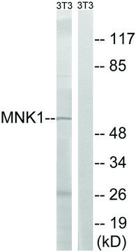 Anti-MNK1 antibody produced in rabbit affinity isolated antibody