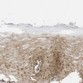 Anti-DDIT4 antibody produced in rabbit Prestige Antibodies® Powered by Atlas Antibodies, affinity isolated antibody, buffered aqueous glycerol solution