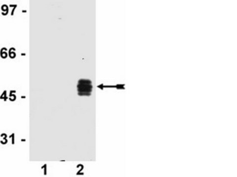 Anti-HA Tag Antibody, clone DW2, rabbit monoclonal culture supernatant, clone DW2, from rabbit