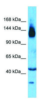 Anti-SLC12A2 (N-terminal) antibody produced in rabbit affinity isolated antibody