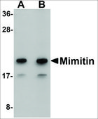 Anti-MIMITIN antibody produced in rabbit affinity isolated antibody, buffered aqueous solution