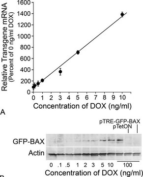 Anti-Bax antibody produced in rabbit IgG fraction of antiserum, buffered aqueous solution