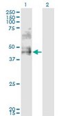 Monoclonal Anti-DDO, (C-terminal) antibody produced in mouse clone 3F7, purified immunoglobulin, buffered aqueous solution
