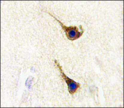 Anti-SARS2 (N-term) antibody produced in rabbit saturated ammonium sulfate (SAS) precipitated, buffered aqueous solution