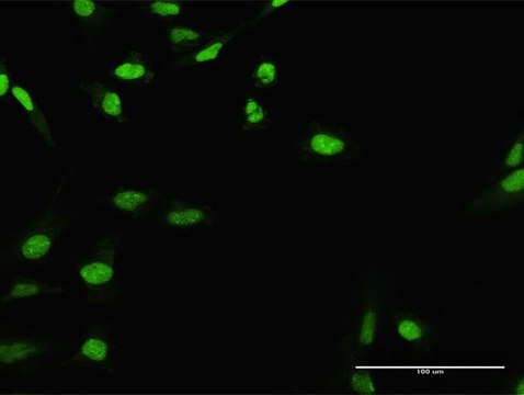 Anti-CIRBP antibody produced in rabbit purified immunoglobulin, buffered aqueous solution