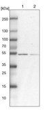 Anti-RBM17 antibody produced in rabbit Prestige Antibodies® Powered by Atlas Antibodies, affinity isolated antibody, buffered aqueous glycerol solution