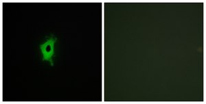 Anti-LEG2 antibody produced in rabbit affinity isolated antibody