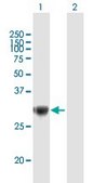 Anti-TRIM72 antibody produced in mouse IgG fraction of antiserum, buffered aqueous solution