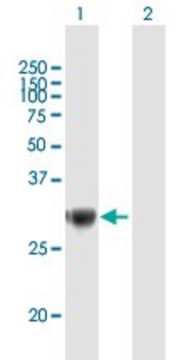 Anti-TRIM72 antibody produced in mouse IgG fraction of antiserum, buffered aqueous solution