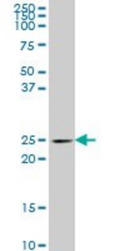 Monoclonal Anti-PCMT1 antibody produced in mouse clone 4G9, purified immunoglobulin, buffered aqueous solution