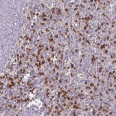 Anti-CD3G antibody produced in rabbit Prestige Antibodies® Powered by Atlas Antibodies, affinity isolated antibody, buffered aqueous glycerol solution