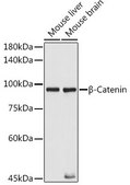 Anti- β-Catenin antibody produced in mouse