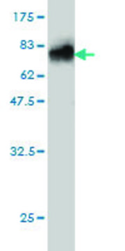 Monoclonal Anti-AHSG antibody produced in mouse clone 5D8, purified immunoglobulin, buffered aqueous solution