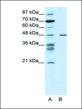 Anti-PSMC2 antibody produced in rabbit IgG fraction of antiserum