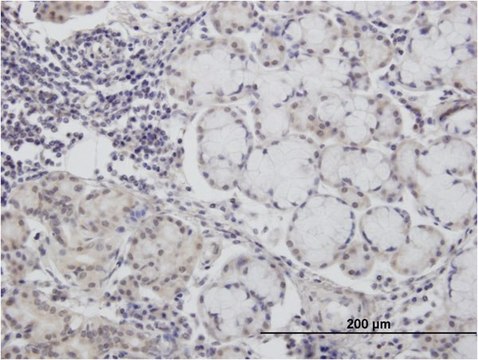 Monoclonal Anti-CALML3 antibody produced in mouse clone 2A11, purified immunoglobulin, buffered aqueous solution