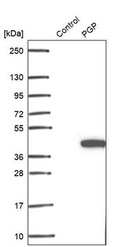 Anti-PGP antibody produced in rabbit Prestige Antibodies&#174; Powered by Atlas Antibodies, affinity isolated antibody, buffered aqueous glycerol solution