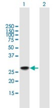 Anti-DDIT3 antibody produced in mouse purified immunoglobulin, buffered aqueous solution