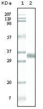 Monoclonal Anti-TGFB1 antibody produced in mouse clone 4F9C10, ascites fluid