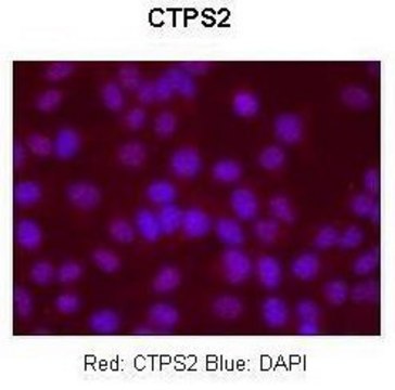 Anti-CTPS2 antibody produced in rabbit affinity isolated antibody