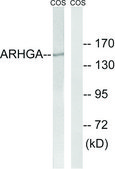 Anti-ARHGEF10 antibody produced in rabbit affinity isolated antibody