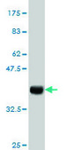 Monoclonal Anti-IBRDC1 antibody produced in mouse clone 4B1, purified immunoglobulin, buffered aqueous solution
