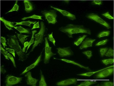 Monoclonal Anti-EPB41L3 antibody produced in mouse clone 1B7, purified immunoglobulin, buffered aqueous solution