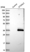 Anti-STOML3 antibody produced in rabbit Prestige Antibodies® Powered by Atlas Antibodies, affinity isolated antibody, buffered aqueous glycerol solution