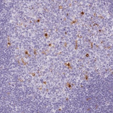 Anti-TNFRSF8 antibody produced in rabbit Prestige Antibodies&#174; Powered by Atlas Antibodies, affinity isolated antibody, buffered aqueous glycerol solution