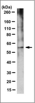 Anti-FBXO15 Antibody, clone 3B11.1 clone 3B11.1, from mouse