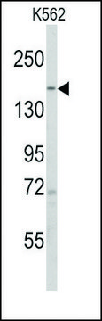 Anti-PHLPP1 (N-term) antibody produced in rabbit saturated ammonium sulfate (SAS) precipitated, buffered aqueous solution